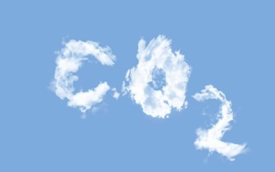 Wie Myzel zur Verringerung der CO2-Emissionen beiträgt