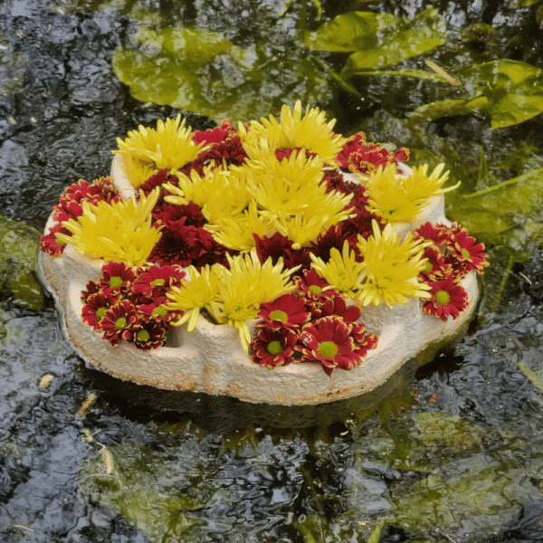 Gänseblümchen - schwimmender Blumentopf