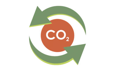 How Mycelium Packaging Recycles Carbon